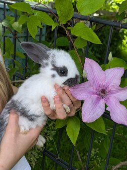 Baby-Hasen zu verschenken - 5
