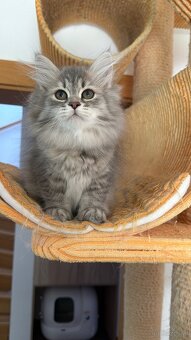 sibirische katze - 5
