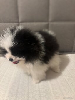 pomeranian Strakoš - 5