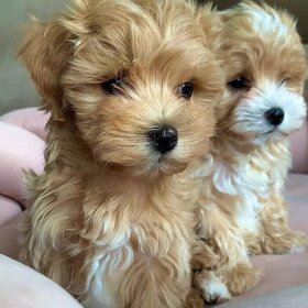 Adorable Maltipoo puppies for sale - 5