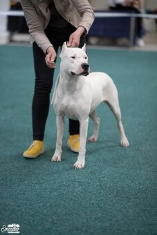 Dogo Argentino – wir nehmen Reservierungen für erstklas - 5