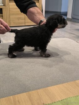 Zwergschnauzer Schwarz-Silber - 5