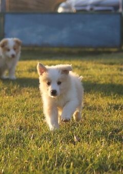 Puppy border collie - 5