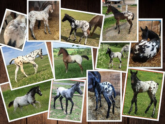 Appaloosa Deckhengst - Homozygot Schwarz - 5