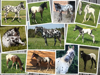 Appaloosa Deckhengst - Black Leopard - 5