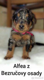 Beauceron - 5