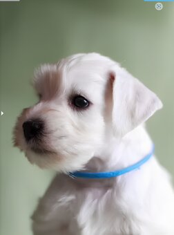 Weißer Zwergschnauzer - 5
