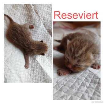 Britisch Kurzhaar Kitten - 5