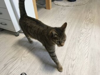 Kleine süße "Tigra" in liebevolle Hände abzugeben - 5