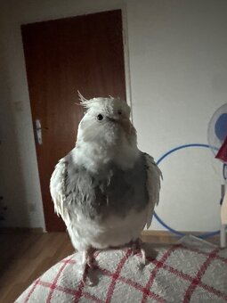 3 Vögel/Nymphensittiche + Käfig inkl. Zubehör - 5