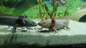 Axolotl zu verschenken - 5