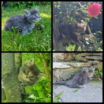 Reinrassige Maine Coon Kitten - 5