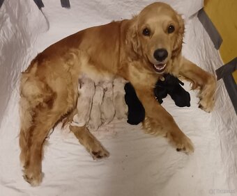 Goldendoodle - 5