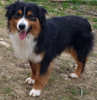 Miniatur amerikan shepherd - 5