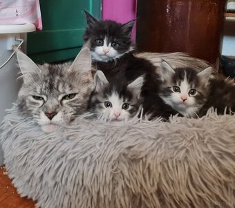 Reinrassige Maine Coon Kitten - 5