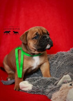 Continental bulldog welpen - 5