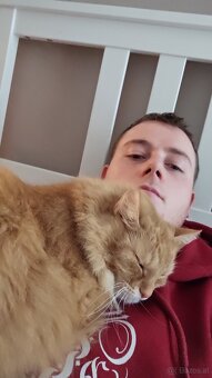 Herzenskatze (12) sucht stressfreien Altersruhesitz - 5