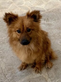 Kleine Hündin 5,5 kg, 1,5 Jahre alt sucht ein Körbchen - 5