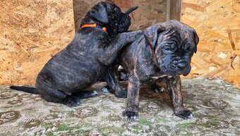 Cane Corso mit Stammbaum - 5