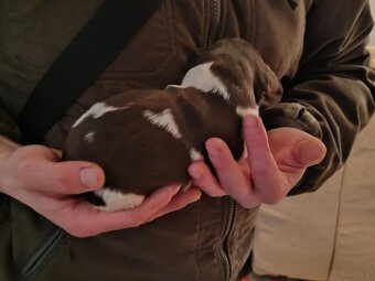 verkaufe kleine Münsterländer vorstehhund-Welpen - 5