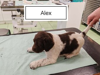 verkaufe kleine Münsterländer vorstehhund-Welpen - 5