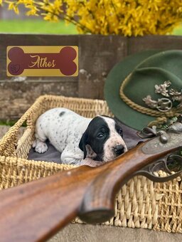 Auvergne Hűhnerhund/Jagdhund (FCI) - 5