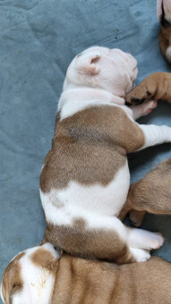 Englische Bulldoggenwelpen mit PP - 5