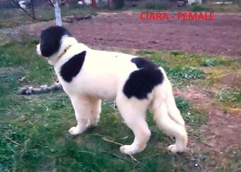 LANDSEER - 5