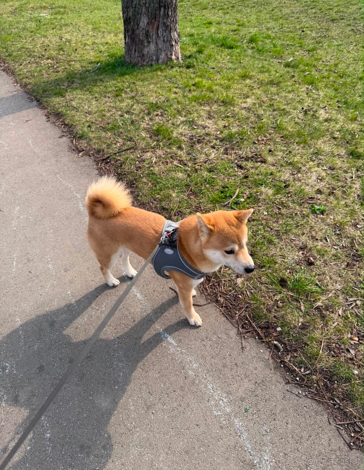 Shiba Inu sucht liebevolles Zuhause 🐾 - 6