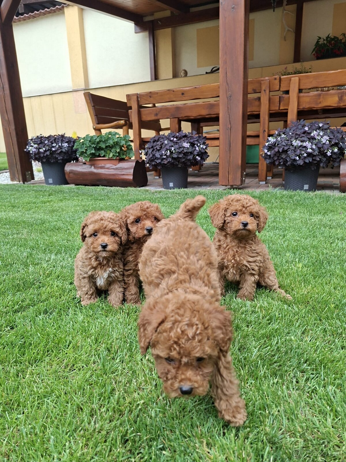 Pudel poodle toy red - 6