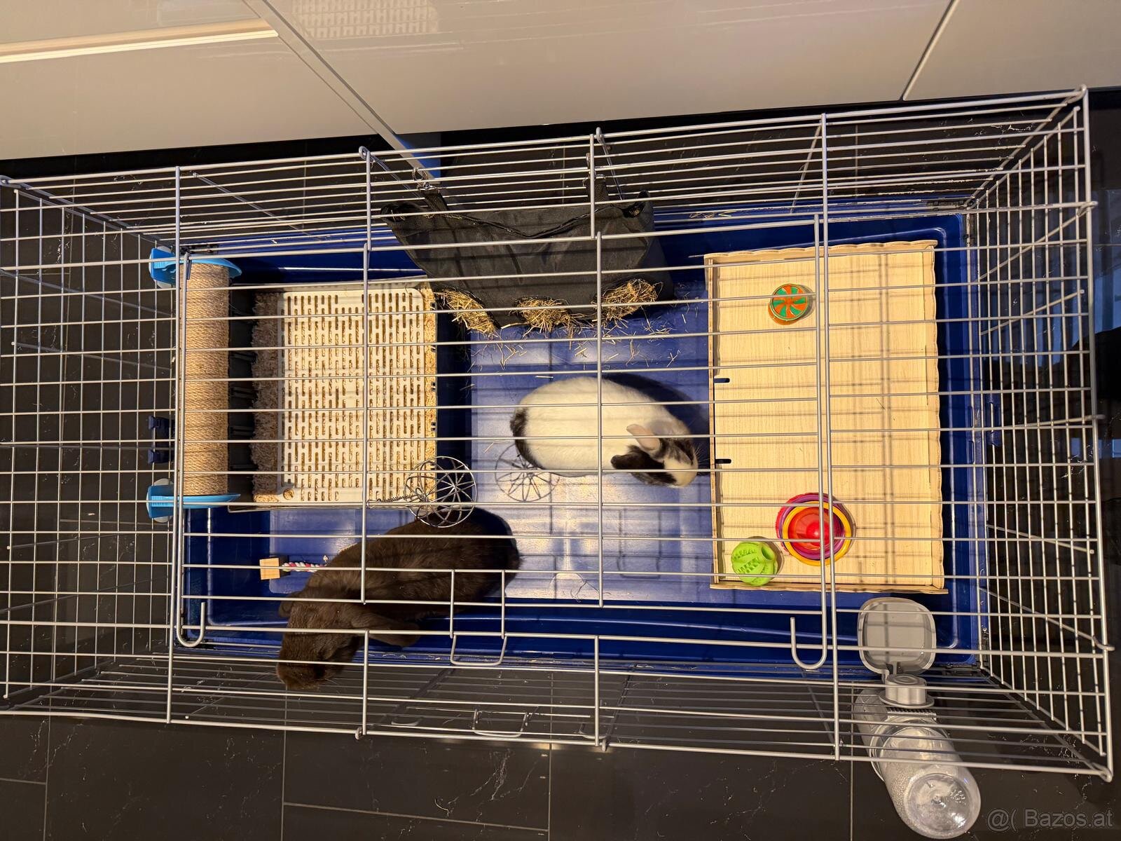 Zwergkaninchen mit Käfig inklusive ganzes Zubehör - 6
