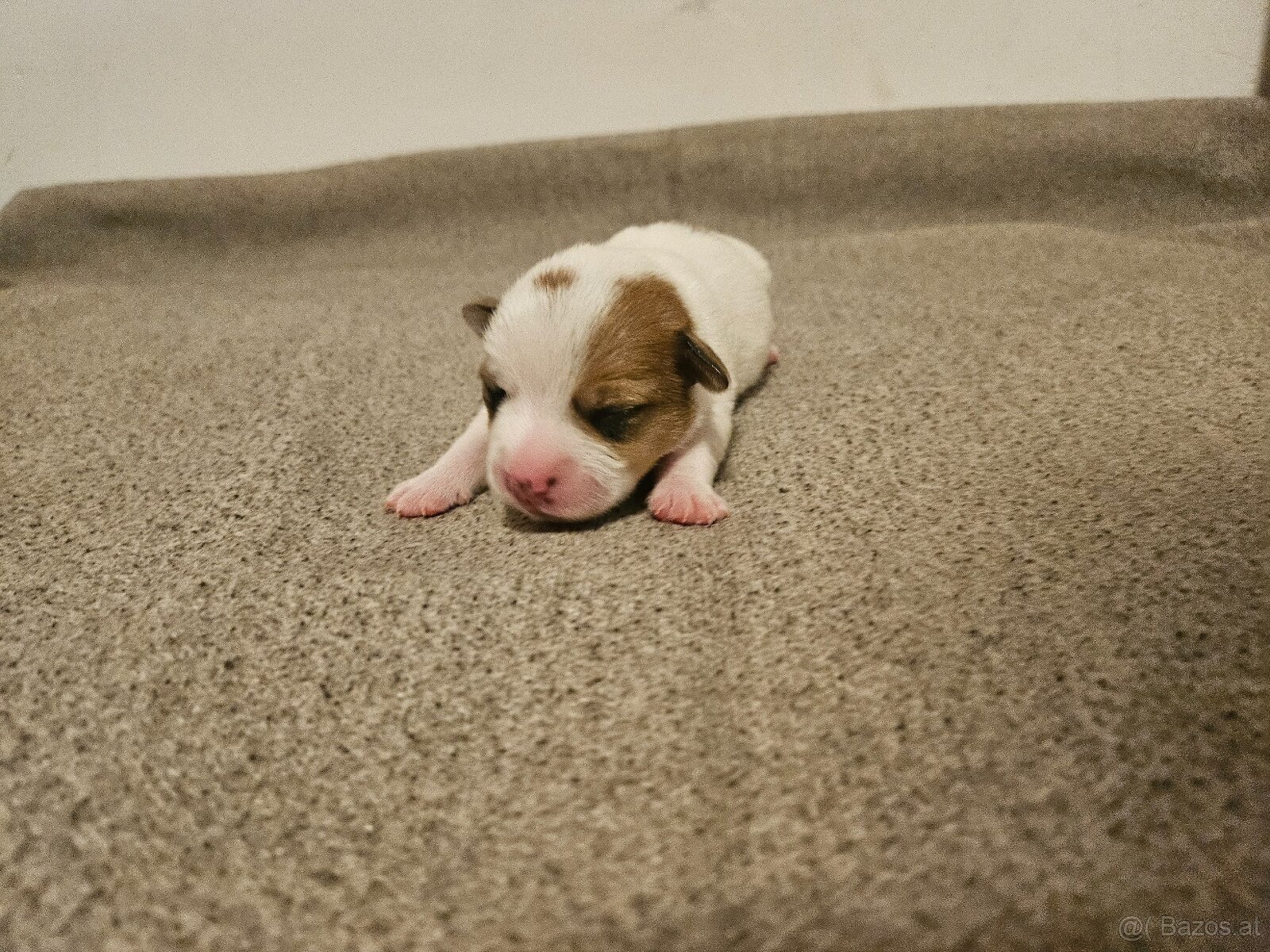 Jack Russell Terrier Welpen gew.13.04.2026 - 6