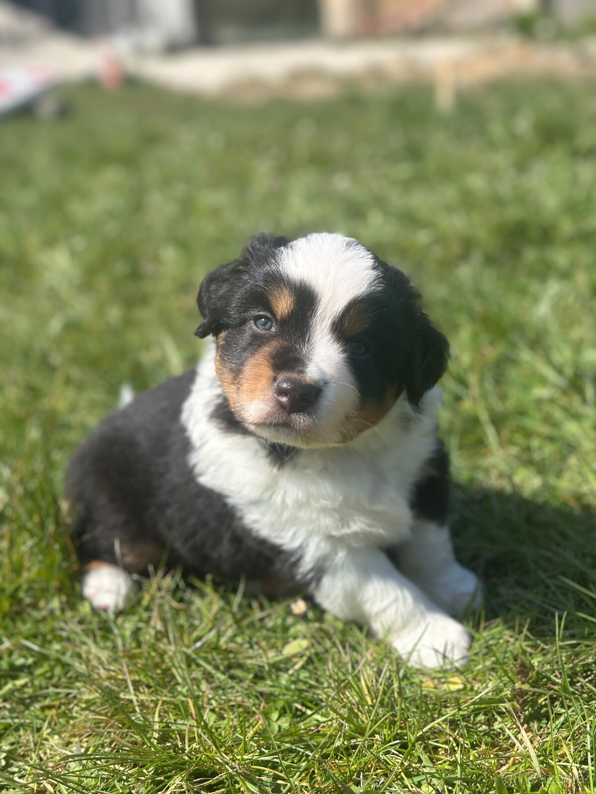 Miniature American Shepherd FCI - 6