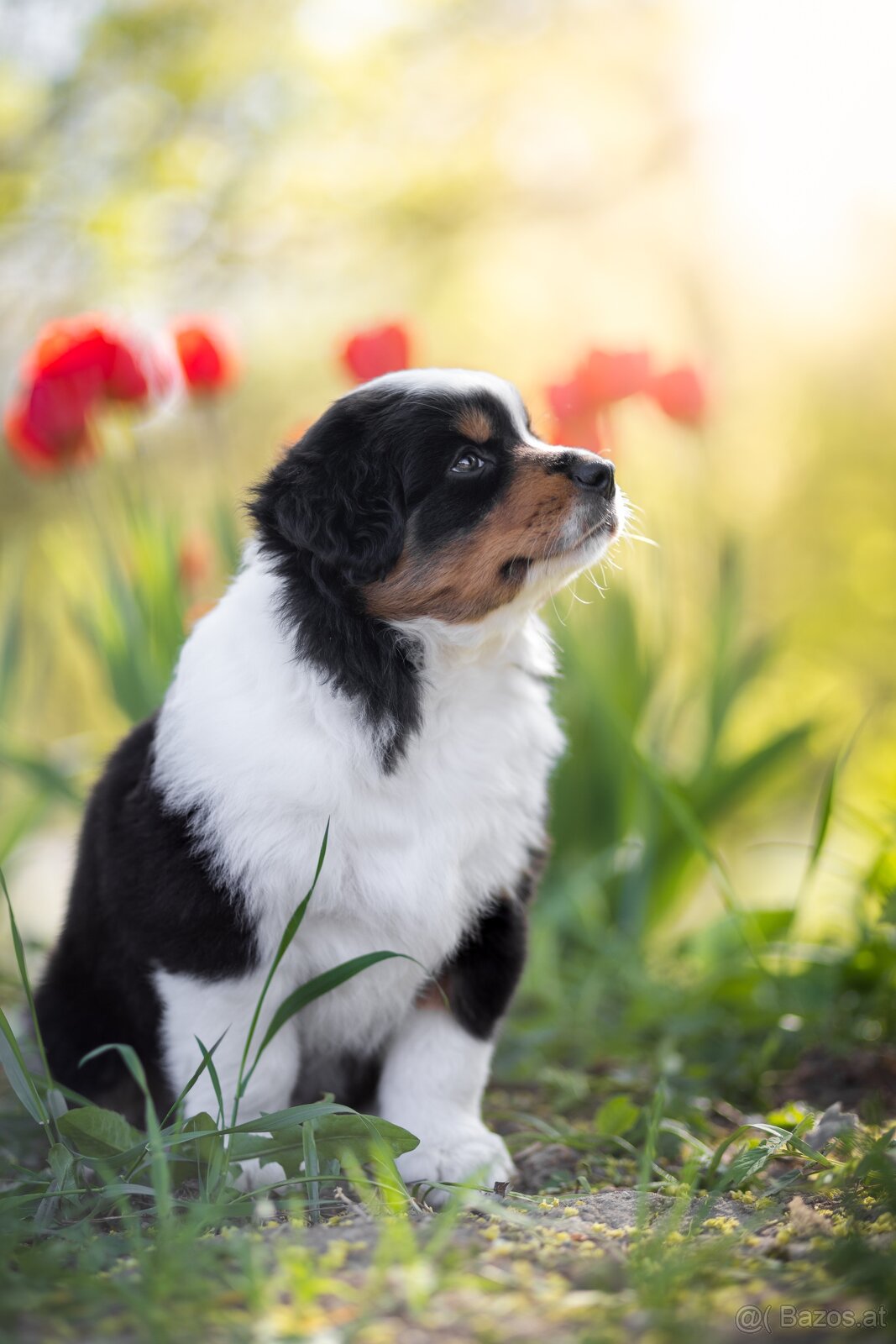 Miniature American Shepherd FCI - 6
