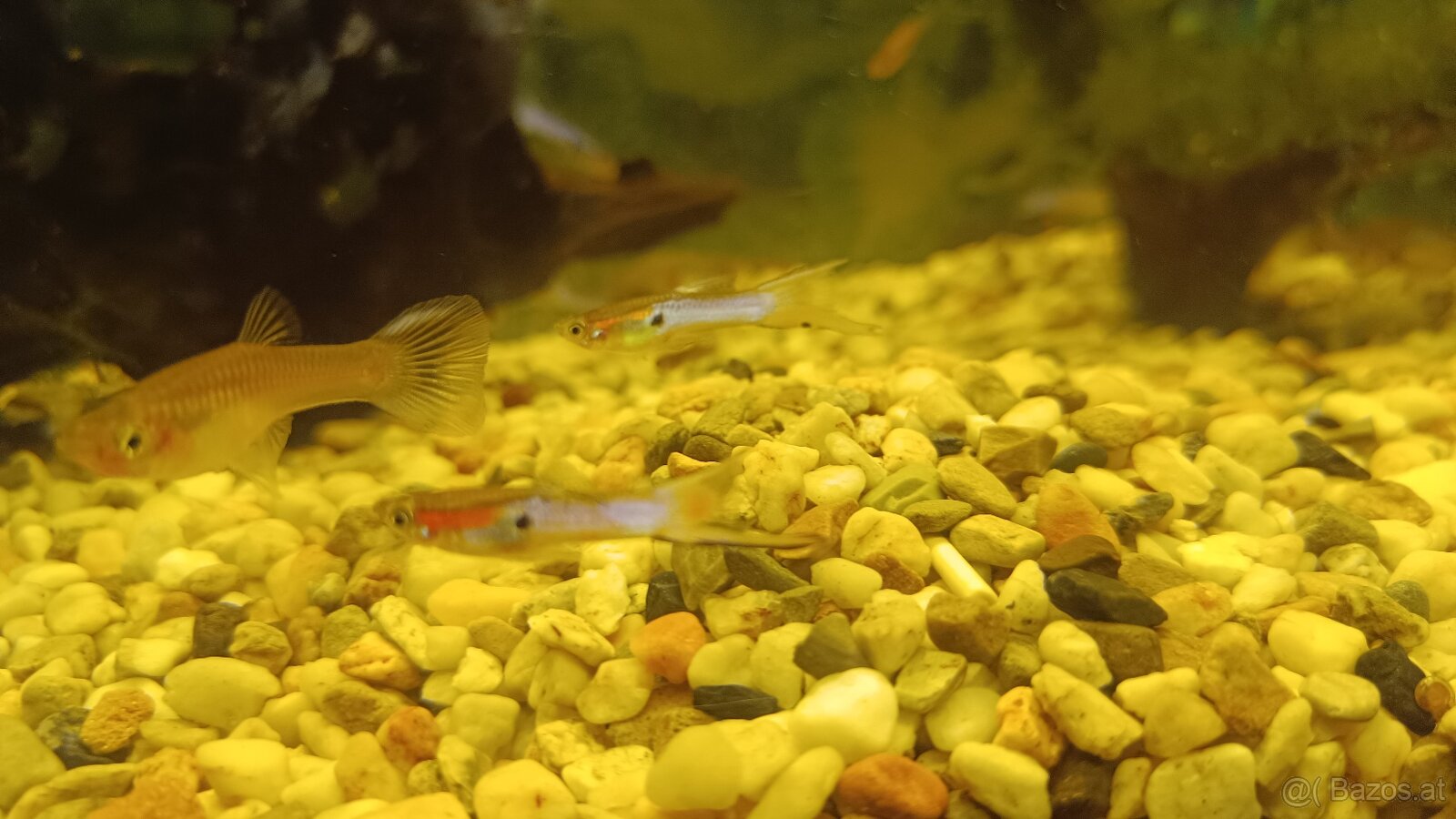Guppy, Molly - 6