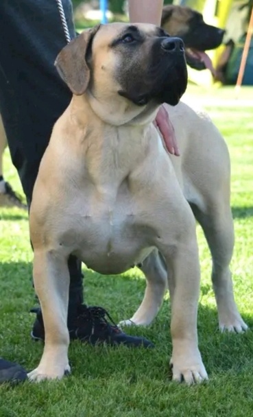 Presa Canario - 6