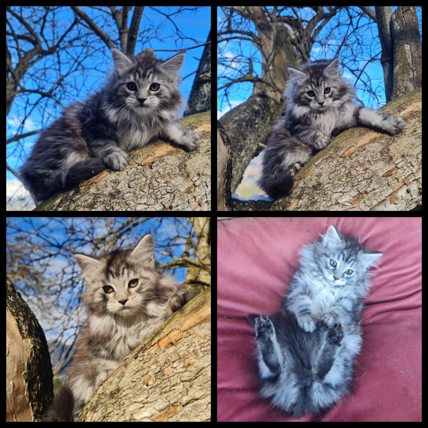 Maine Coon Kitten suchen Herzensplätze - 6