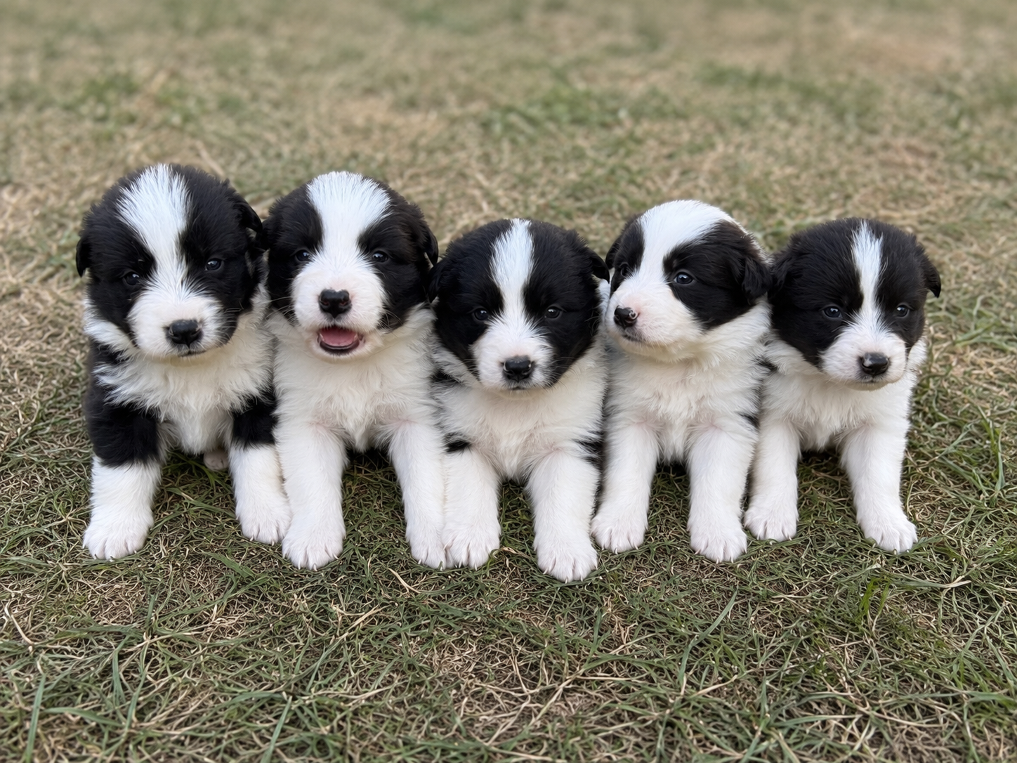 Border collie - 6