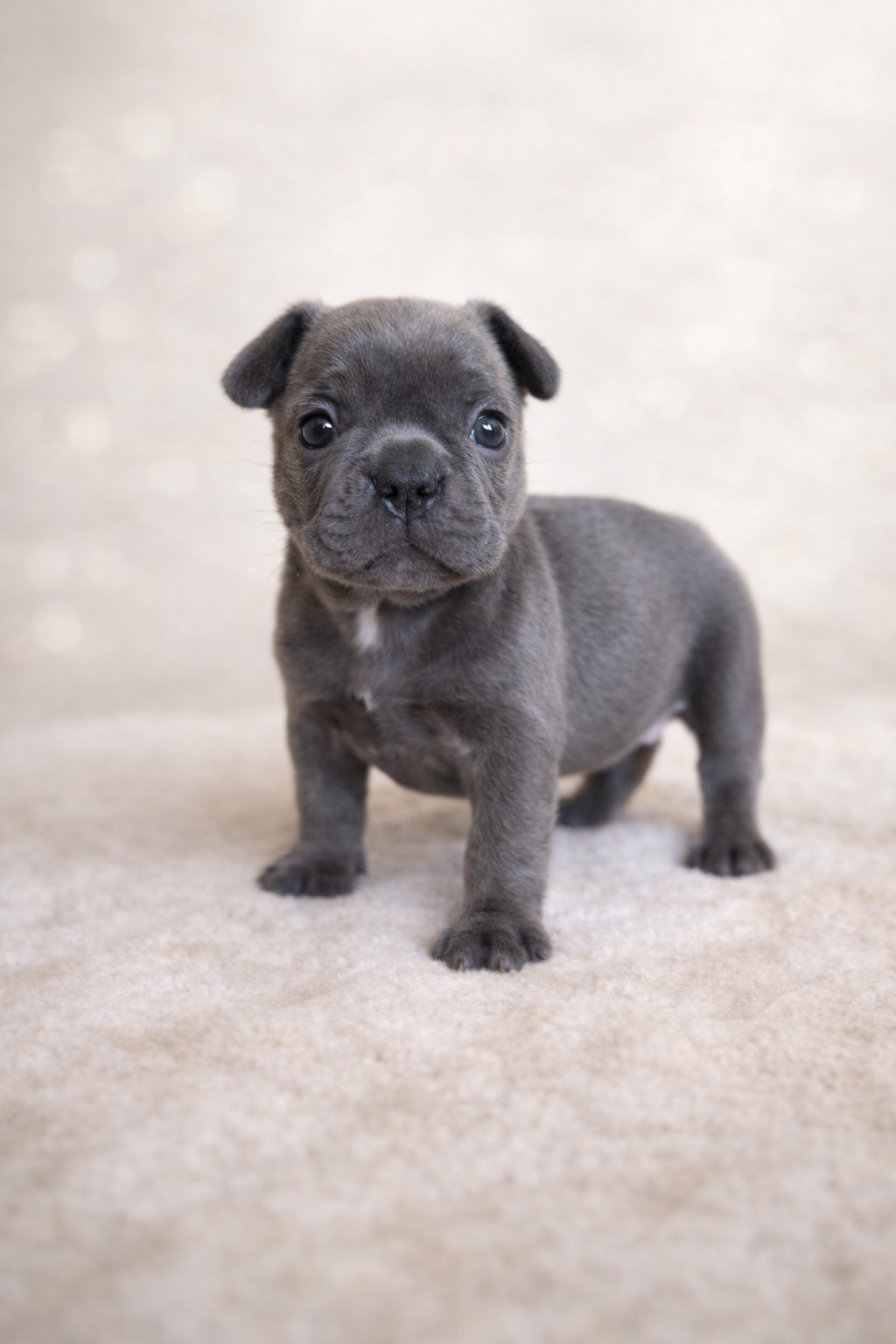 Exklusive Französische Bulldogge Hündin in Blau - 6