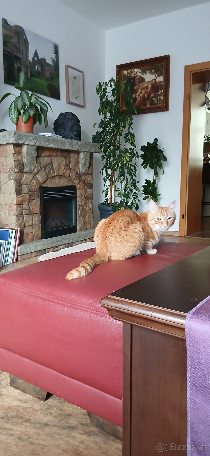 2 Kater suchen ein neues Zuhause - 6