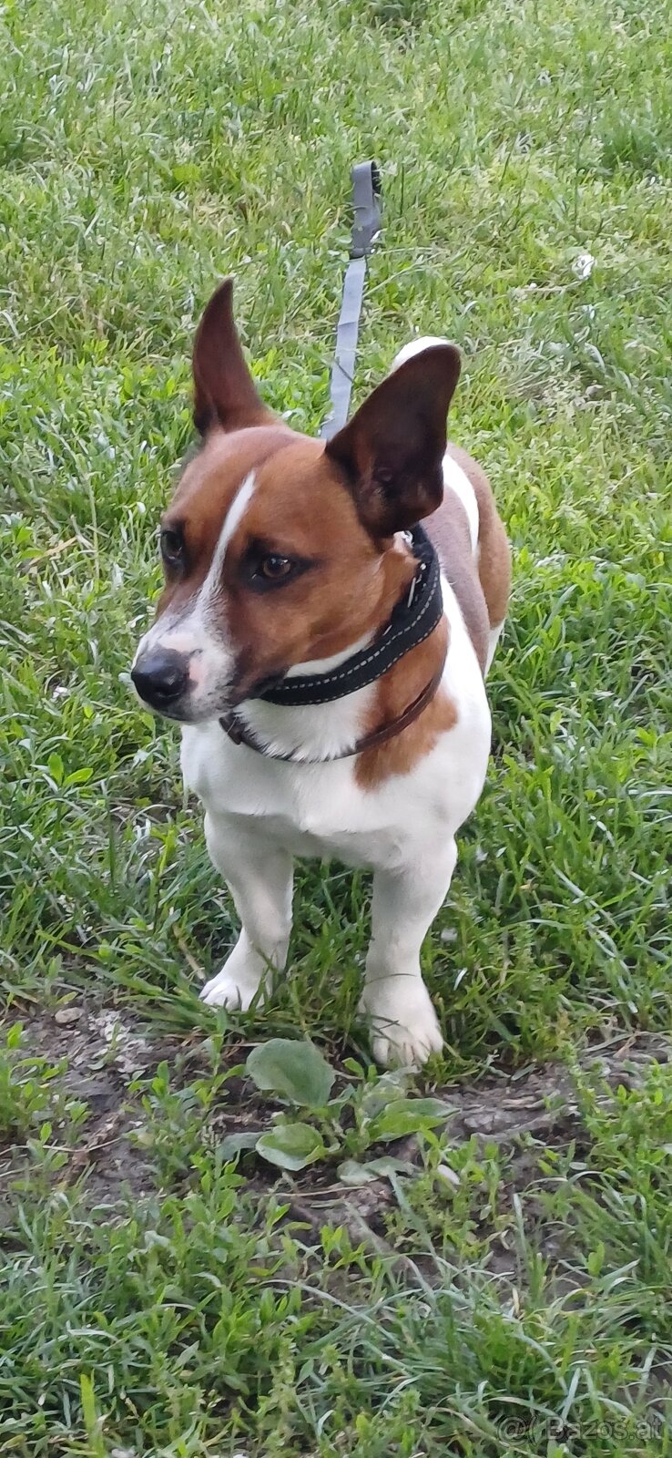 Jack Russell Trrier - 6