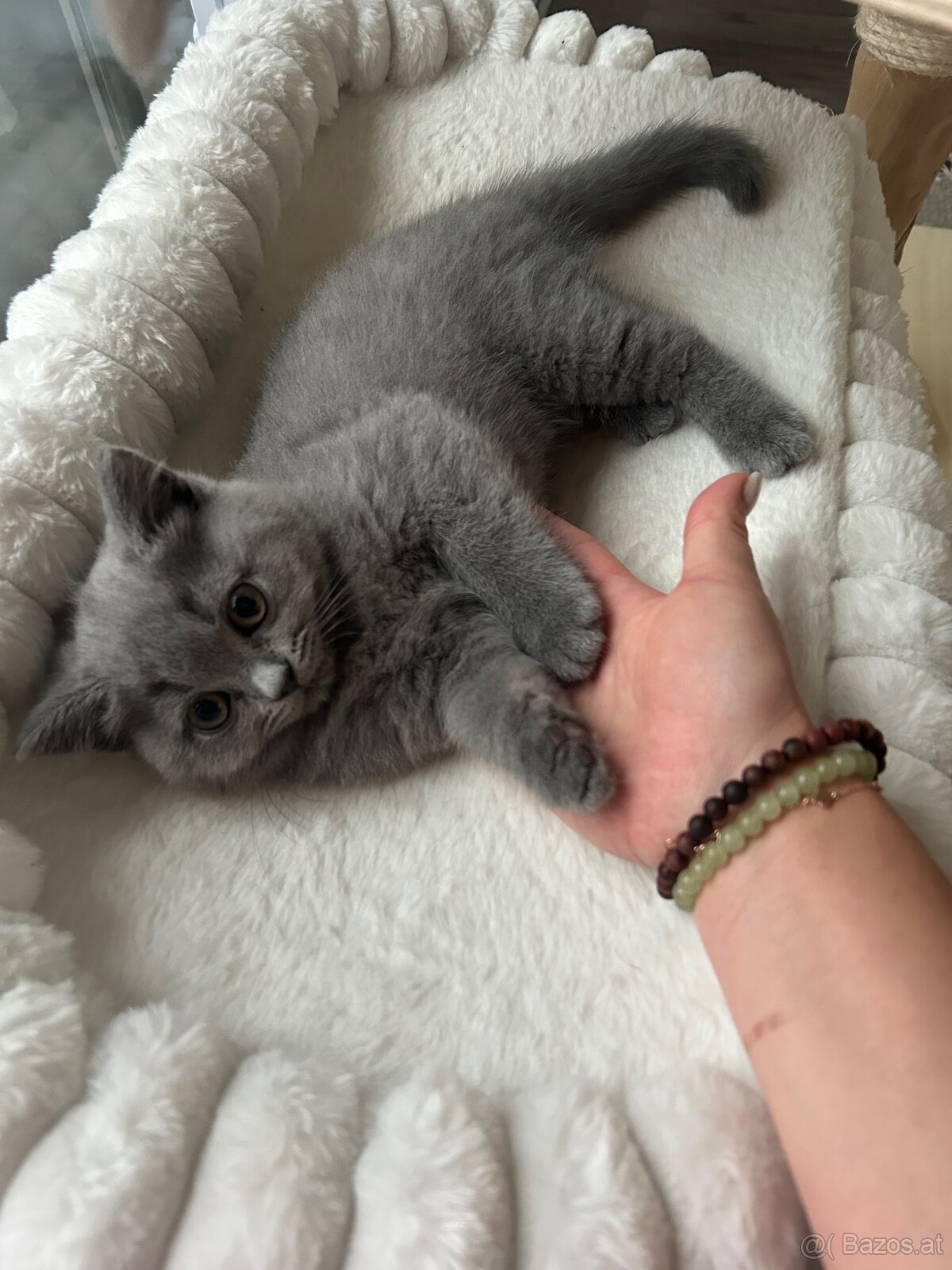 BKH Kitten - 6
