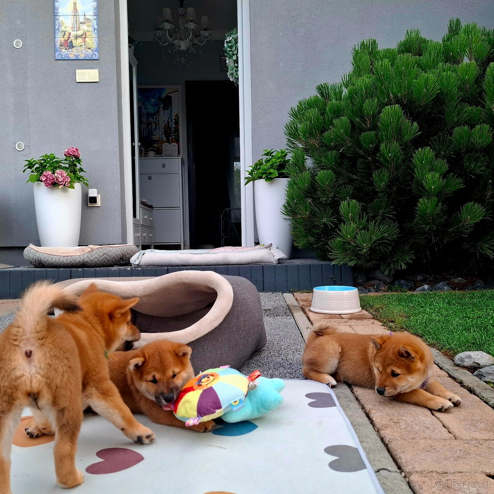 Shiba inu welpen mit FCI Pedigree - 6