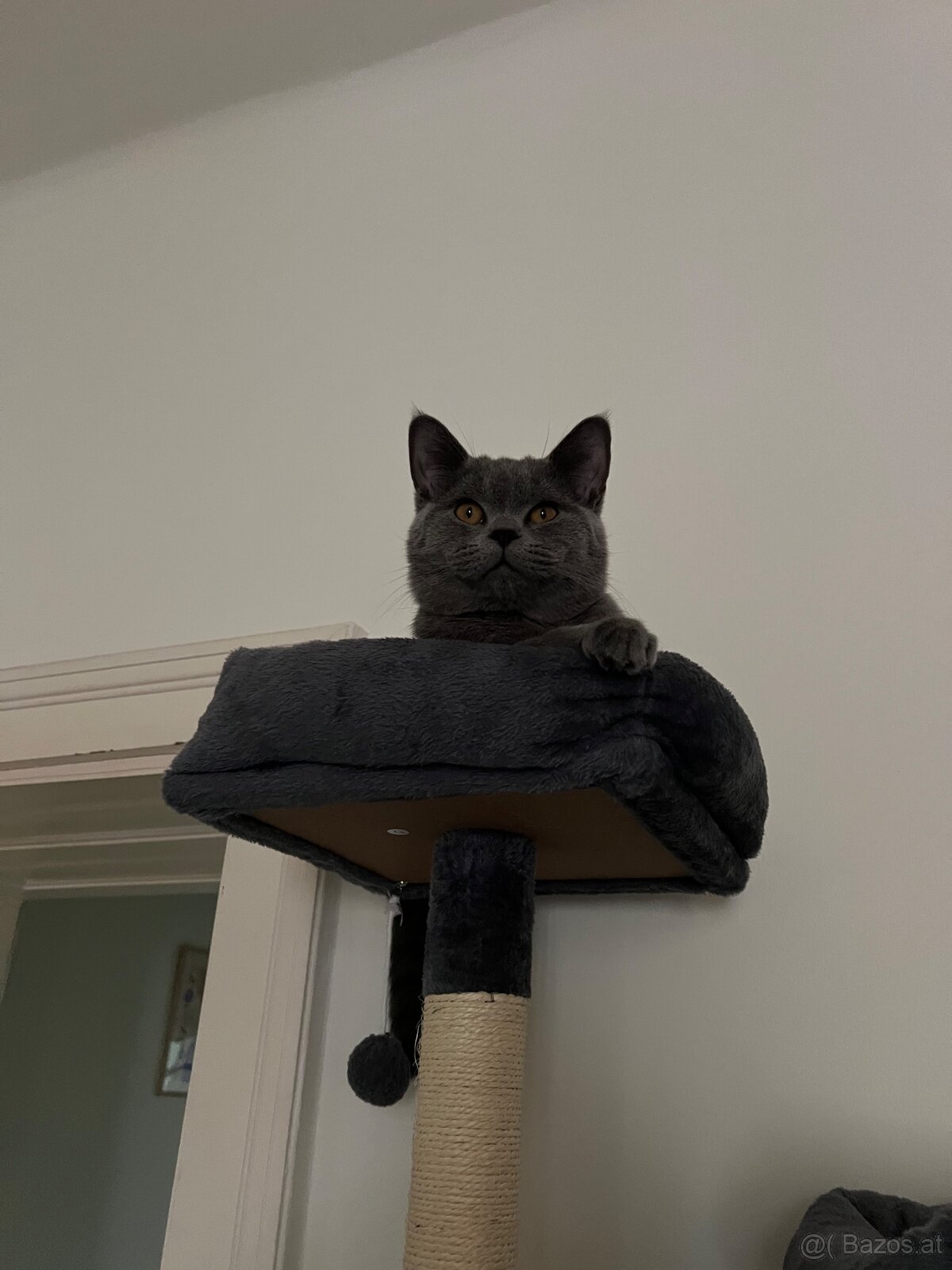2 Britisch Kurzhaar Katzen (9 und 12 Monate) nur gemeinsam - 6