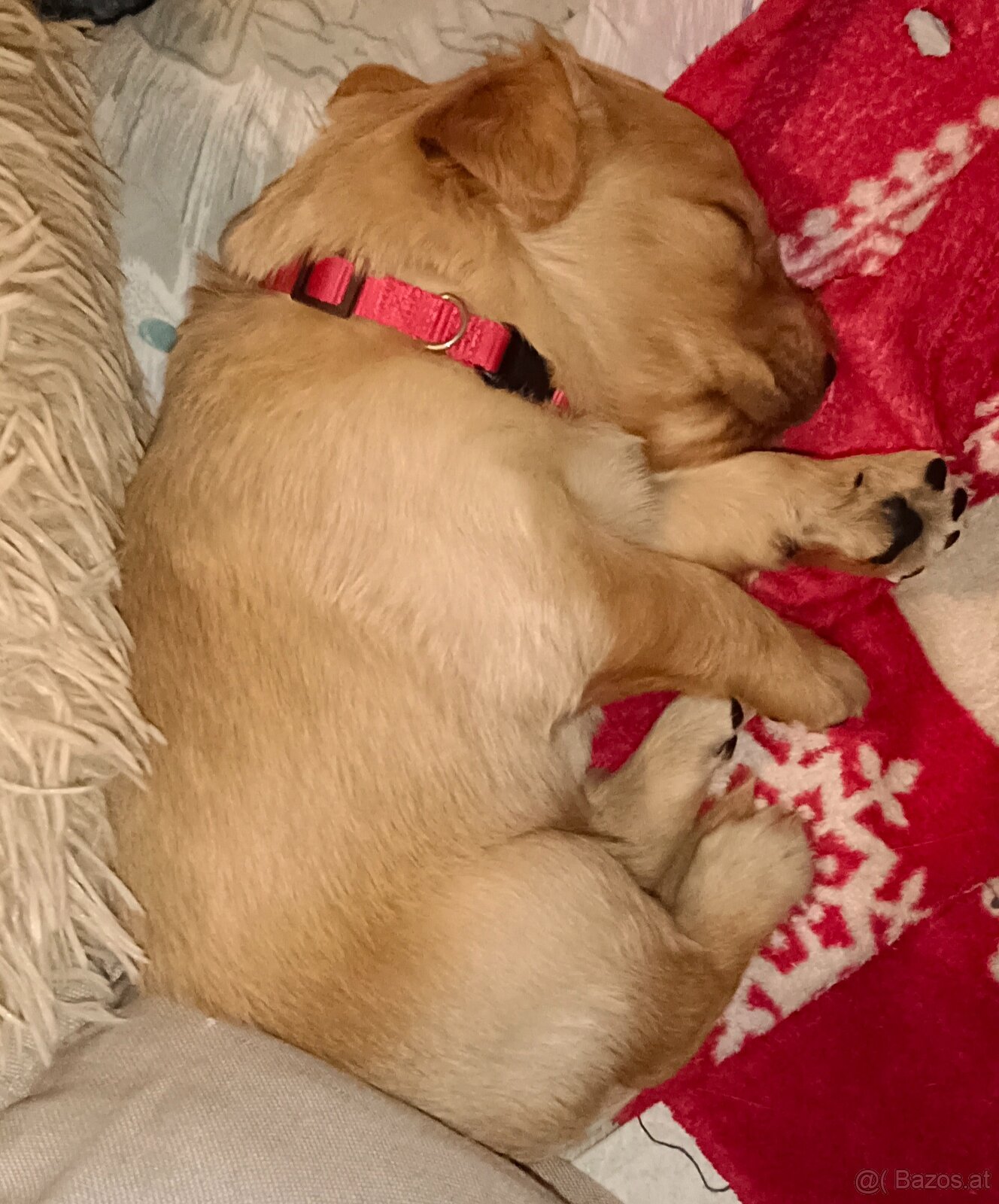 Golden Retriever Welpen - 6