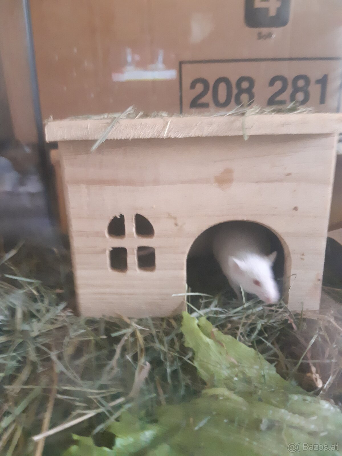 Maus zu vergeben. - 6