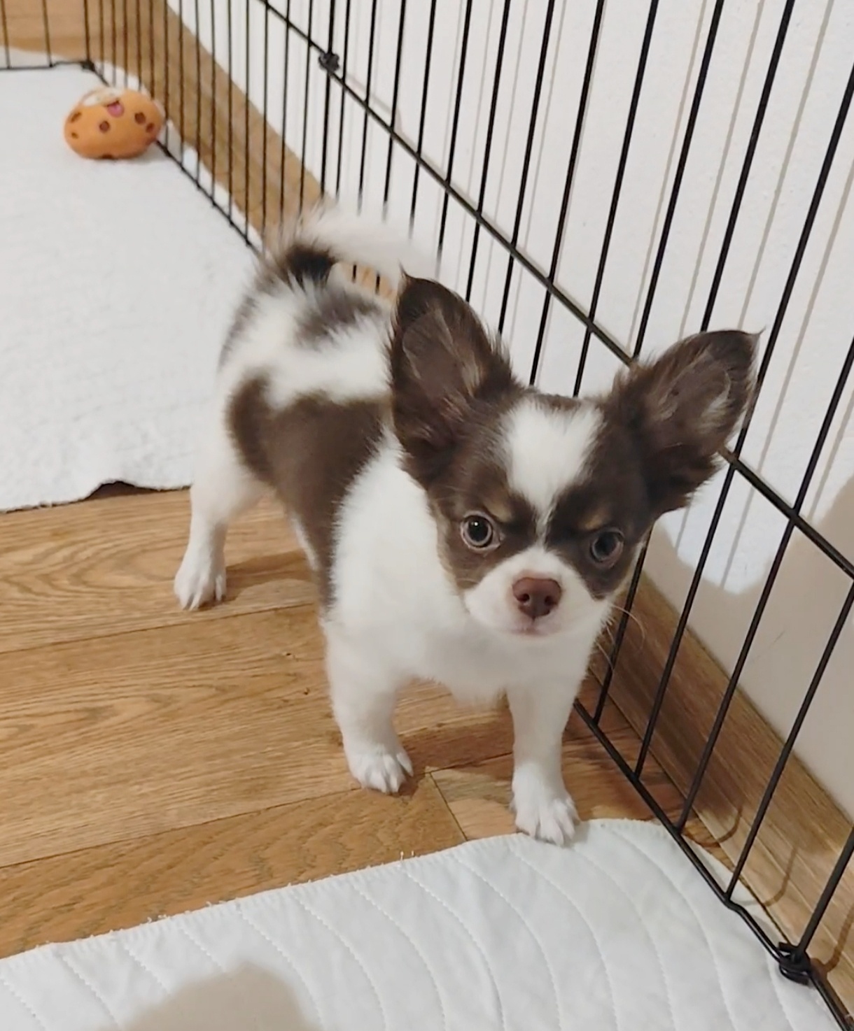 Chihuahua mit einer Ahnentafel FCI - 6