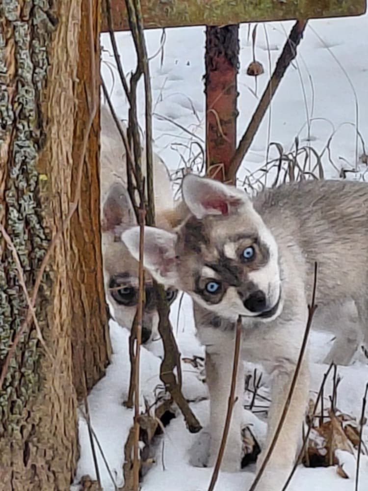 Alaskan Klee Kai (Mini Husky) - 6