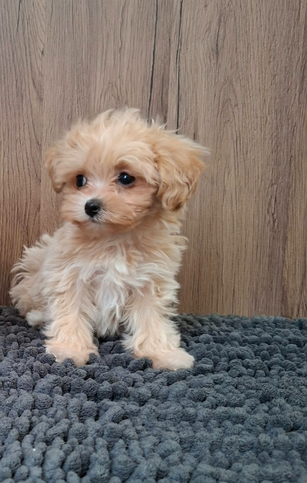 Maltipoo mini - 6
