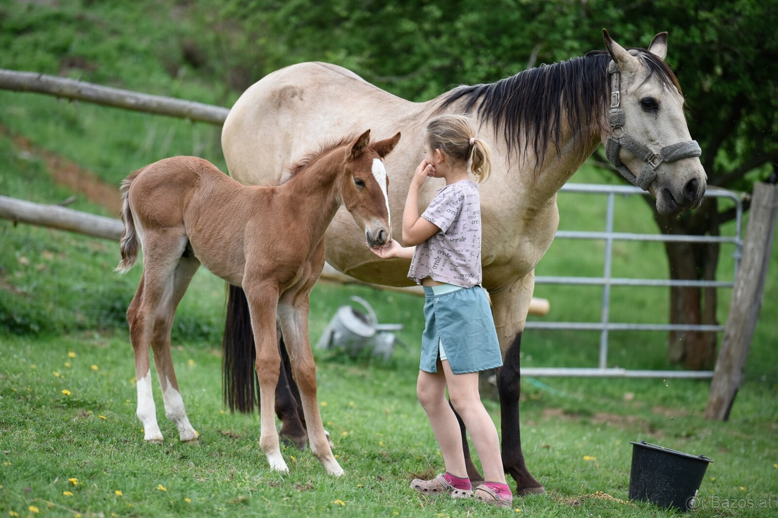 Lusitano Hengst PSL - 6